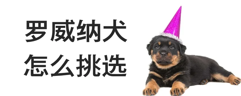 羅威納犬怎么挑選