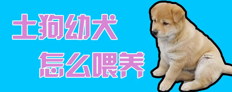 土狗幼犬怎么喂養