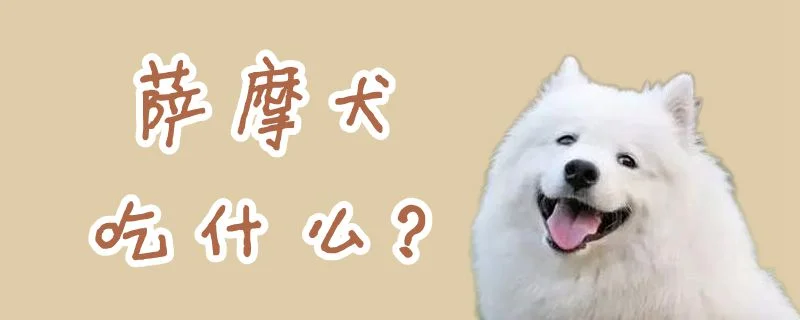 薩摩犬吃什么