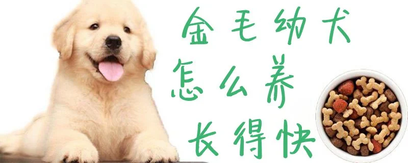 金毛幼犬怎么養長得快1