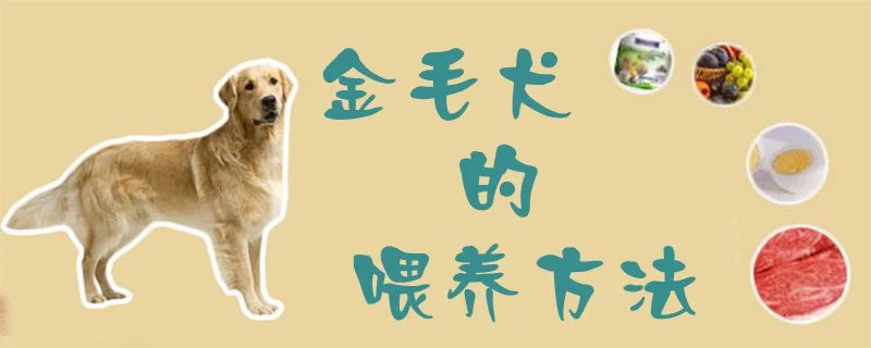 金毛犬的喂養方法1