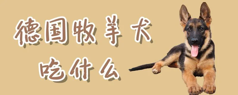 德國牧羊犬吃什么