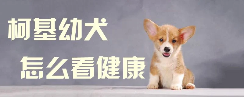 柯基幼犬怎么看健康1