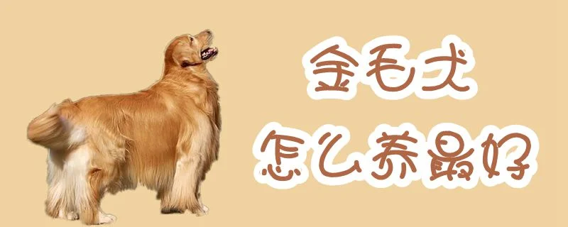 金毛犬怎么養(yǎng)最好