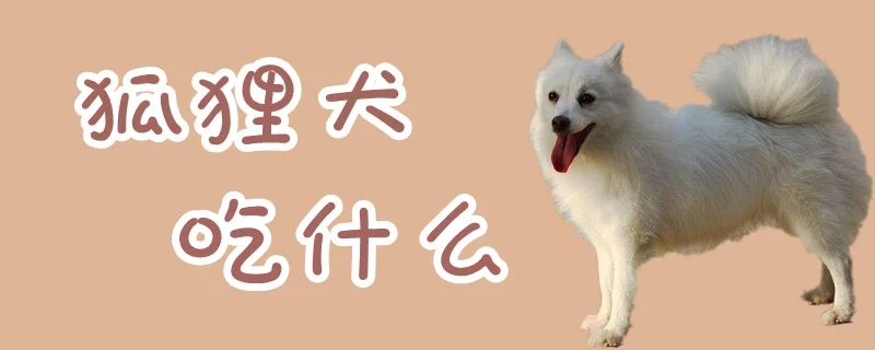 狐貍犬吃什么