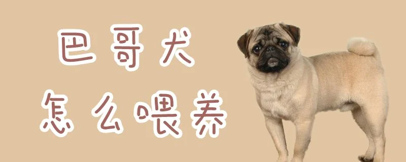 巴哥犬怎么喂養(yǎng)