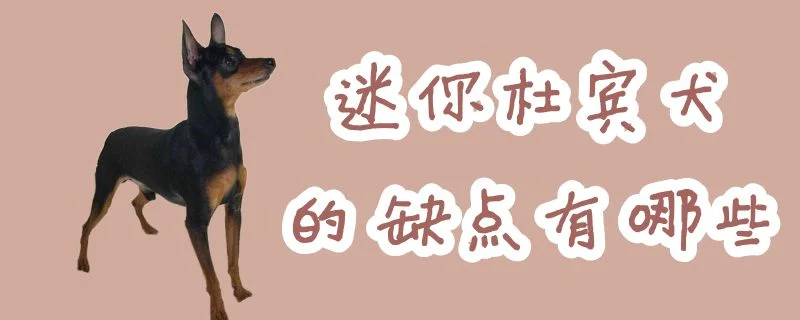 迷你杜賓犬的缺點有哪些