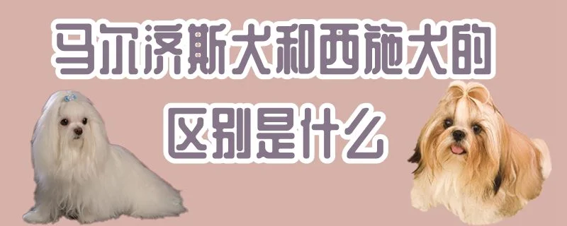 馬爾濟斯犬和西施犬的區別是什么