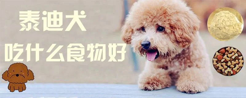 泰迪犬吃什么食物好1