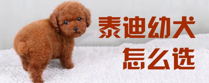 泰迪幼犬怎么選2