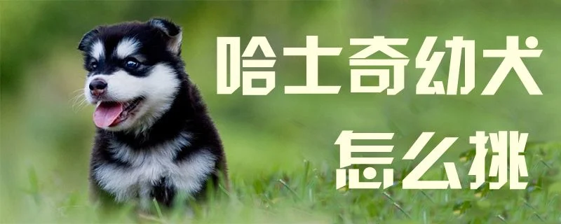 哈士奇幼犬怎么挑1