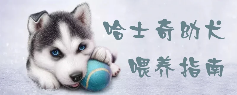 哈士奇幼犬喂養(yǎng)指南1