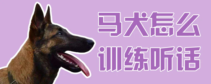 馬犬怎么訓練聽話