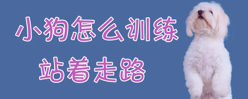 小狗怎么訓練站著走路