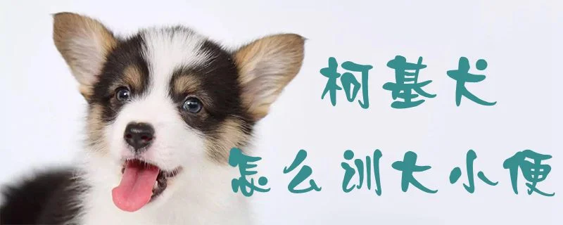 柯基犬怎么訓大小便1