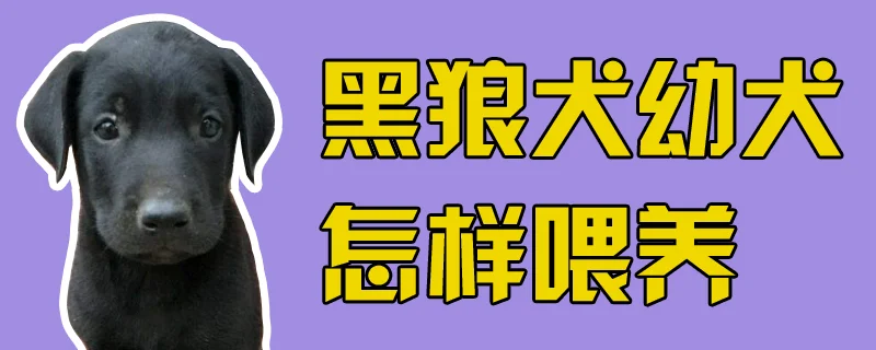 黑狼犬幼犬怎樣喂養