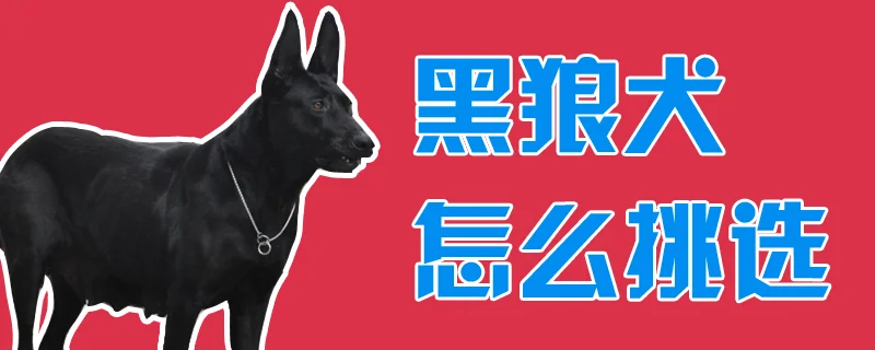 黑狼犬怎么挑選