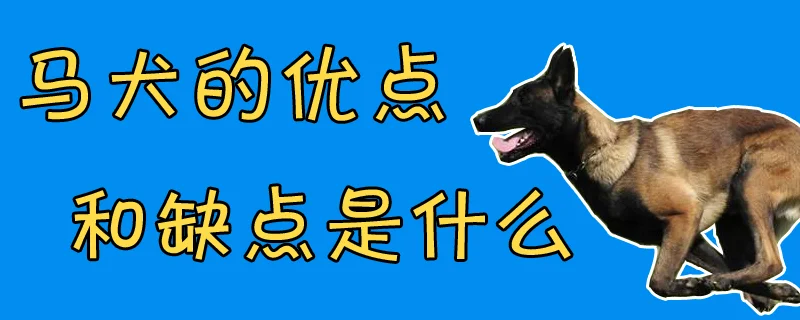 馬犬的優點和缺點是什么