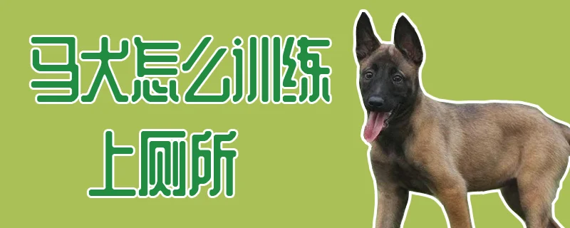 馬犬怎么訓練上廁所