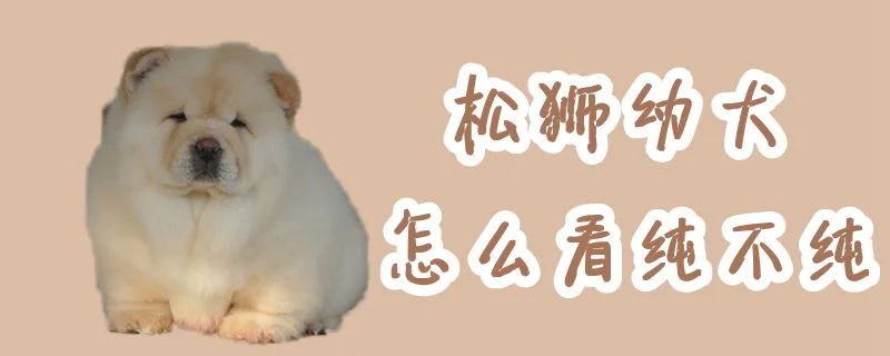 松獅幼犬怎么看純不純