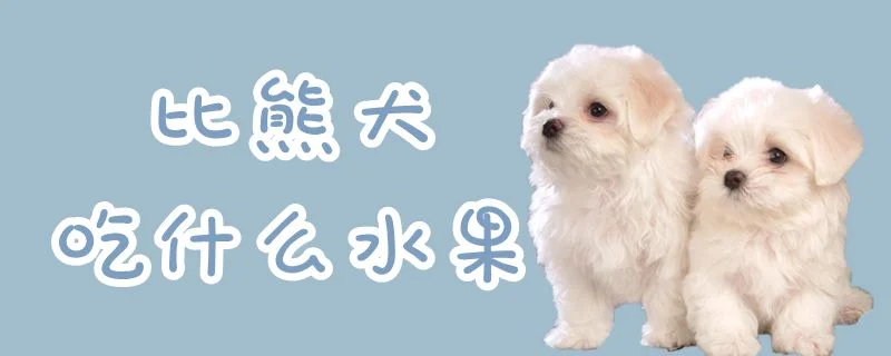 比熊犬吃什么水果