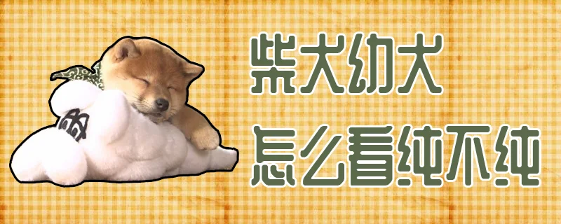 柴犬幼犬怎么看純不純