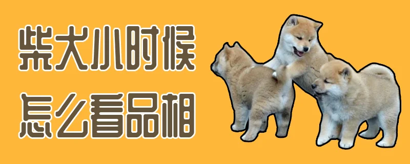 柴犬小時(shí)候怎么看品相