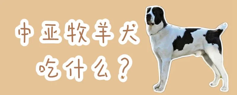 中亞牧羊犬吃什么