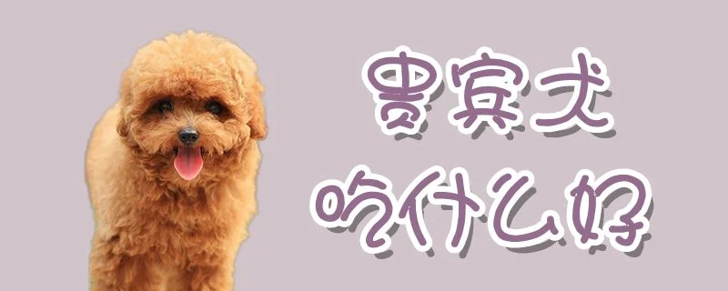 貴賓犬吃什么好