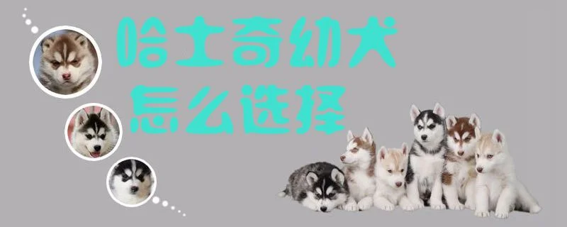 哈士奇幼犬怎么選擇1