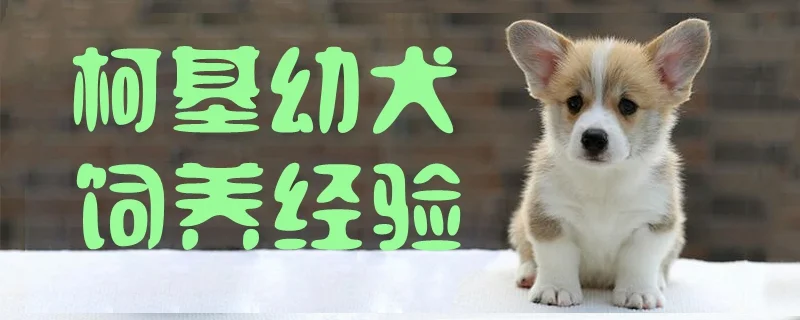 柯基幼犬飼養(yǎng)經驗1