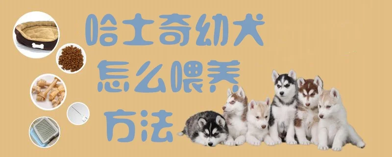 哈士奇幼犬怎么喂養(yǎng)方法1