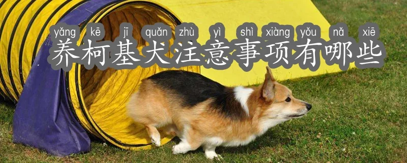 養(yǎng)柯基犬注意事項有哪些