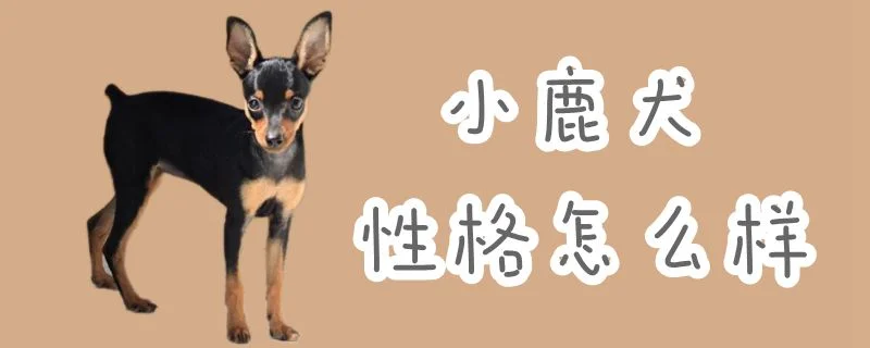 小鹿犬性格怎么樣