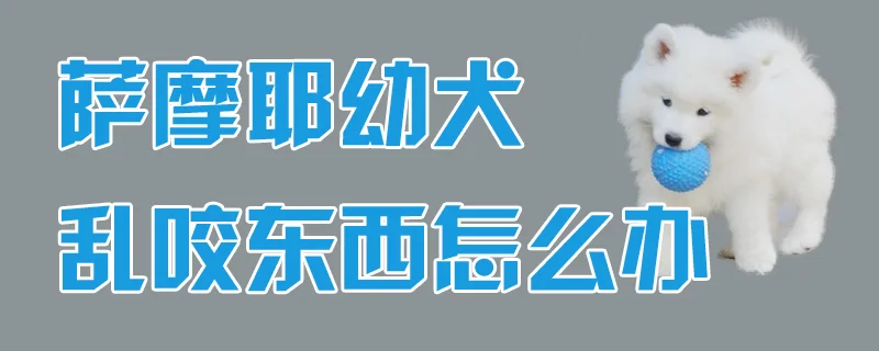 薩摩耶幼犬亂咬東西怎么辦