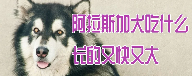 阿拉斯加犬吃什么長的又快又大