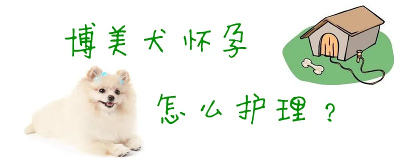 博美犬懷孕怎么護(hù)理