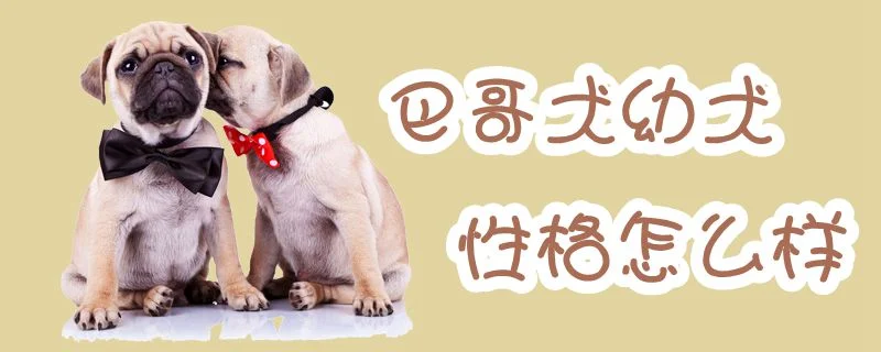 巴哥犬幼犬性格怎么樣