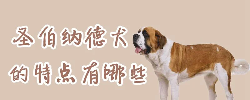 圣伯納德犬的特點有哪些