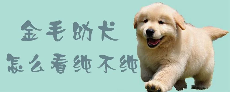 金毛幼犬怎么看純不純1