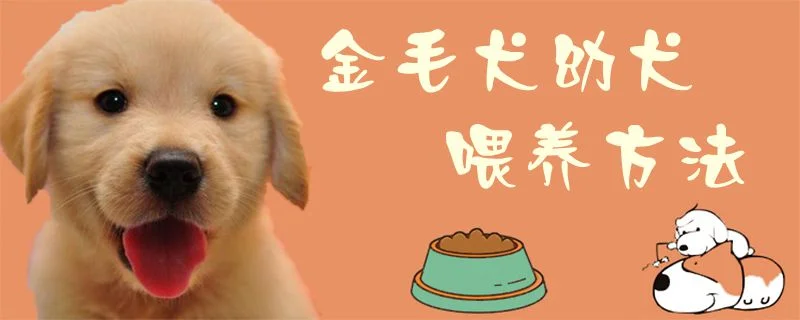 金毛犬幼犬喂養方法1