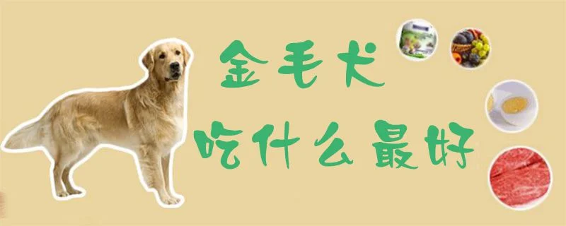 金毛犬吃什么最好1