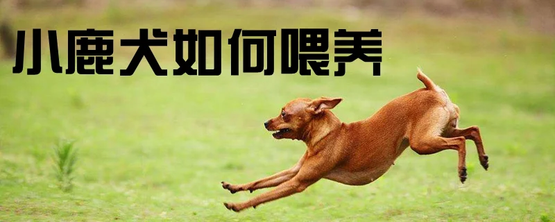 小鹿犬如何喂養(yǎng)