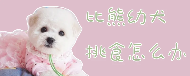 比熊幼犬挑食怎么辦