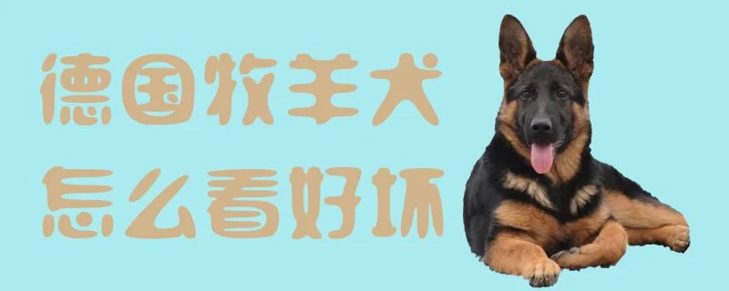 德國牧羊犬怎么看好壞1