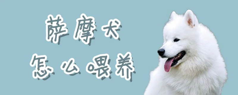 薩摩犬怎么喂養(yǎng)