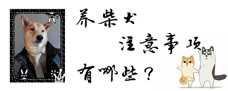 養柴犬注意事項有哪些