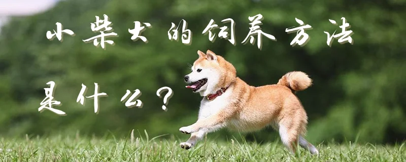 小柴犬的飼養(yǎng)方法是什么