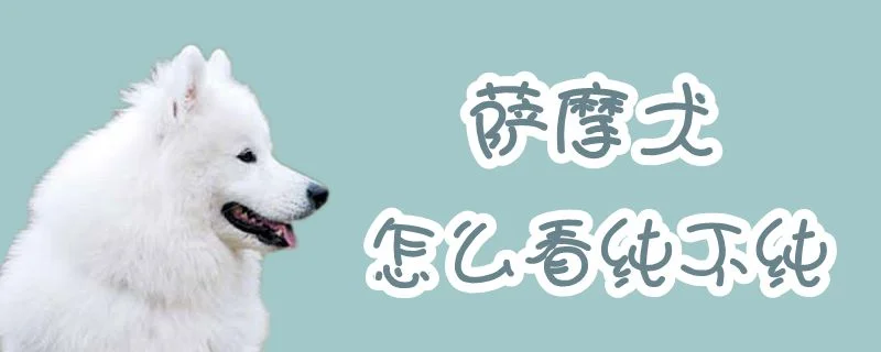 薩摩犬怎么看純不純