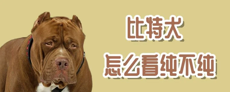 比特犬怎么看純不純